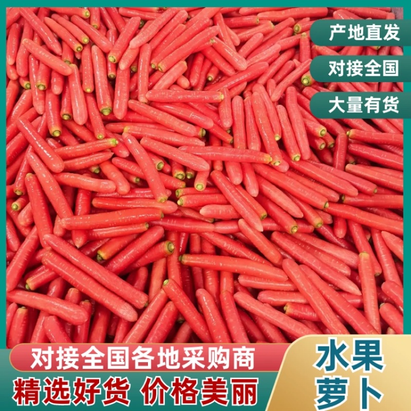 陕西渭南水果萝卜精品上市供应充足规格齐全产地直销