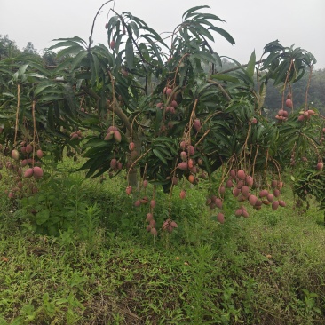 芒果