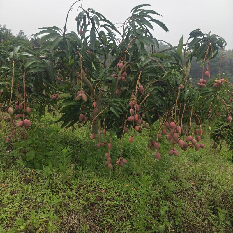 芒果
