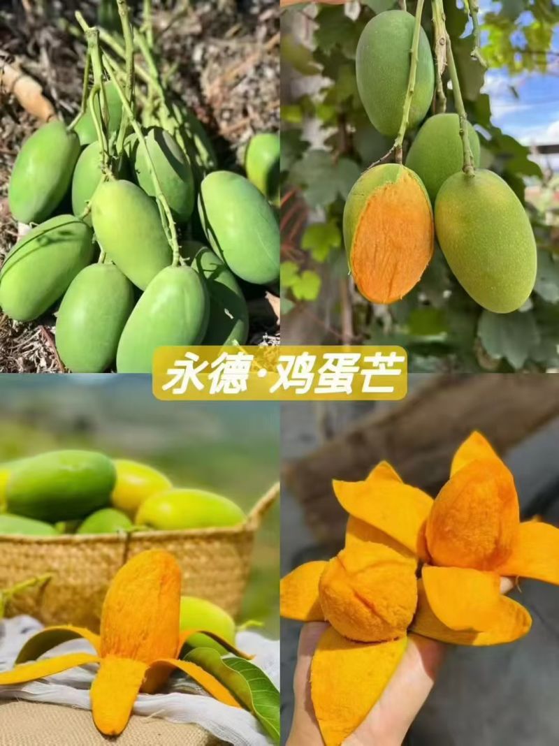 芒果