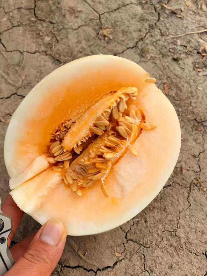 甜红玉小白瓜