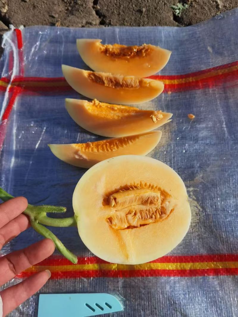 甜红玉小白瓜