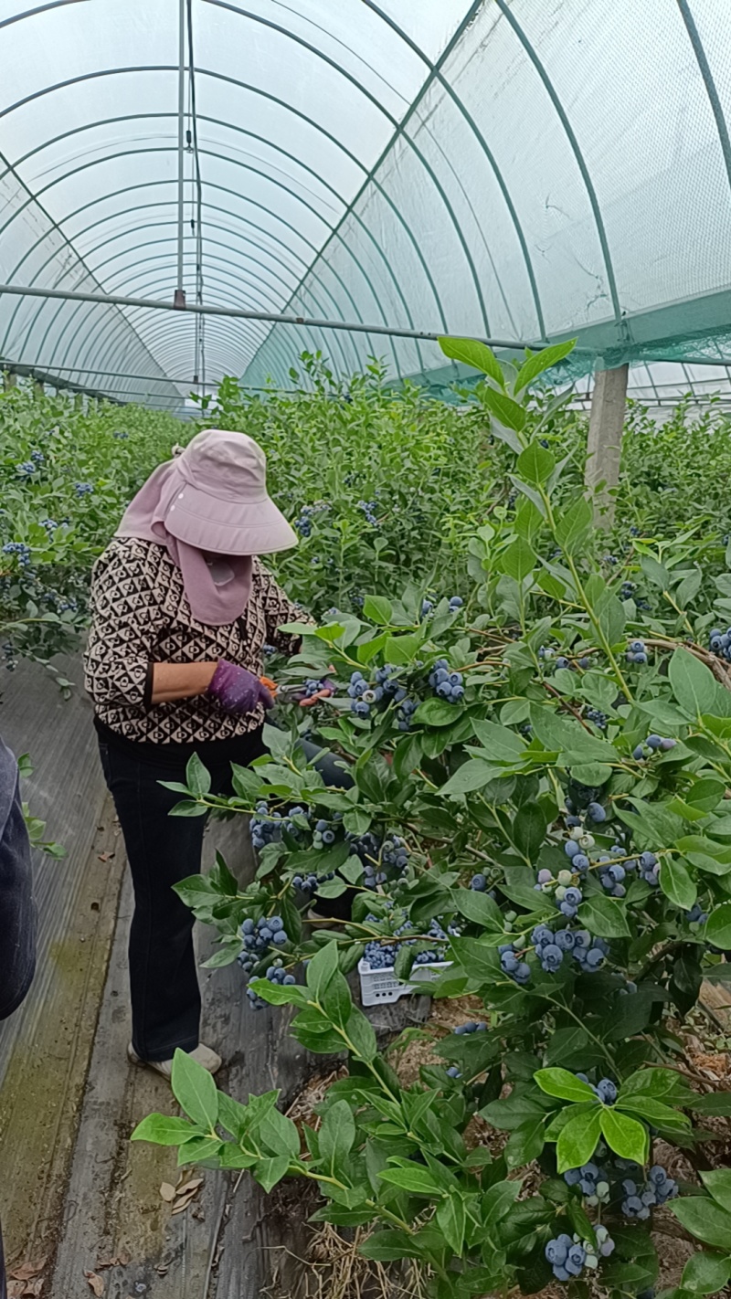 大批量上市新鲜蓝莓串果支持电商一件代发团购，商超各种包