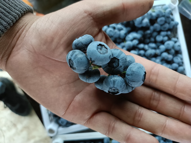 大批量上市新鲜蓝莓串果支持电商一件代发团购，商超各种包