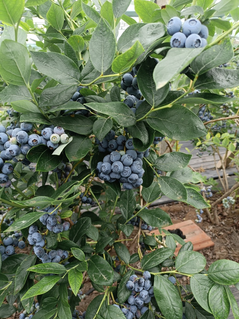大批量上市新鲜蓝莓串果支持电商一件代发团购，商超各种包
