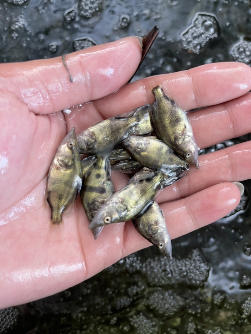 桂花鱼苗，优质鱼苗桂花供应鳜鱼苗全程提供养殖技术桂鱼苗