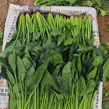 菠菜