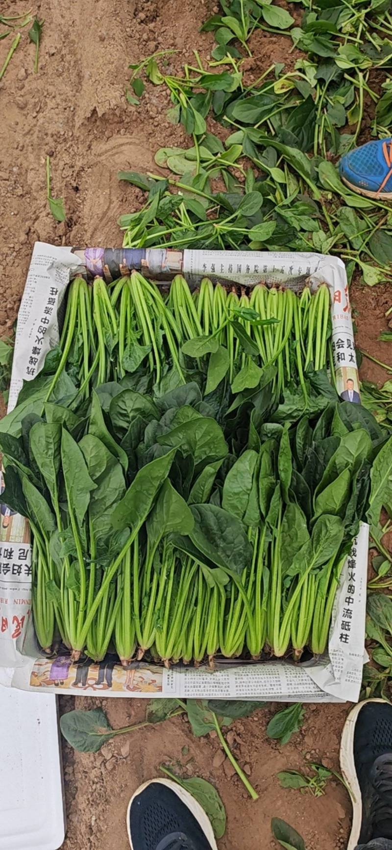 菠菜