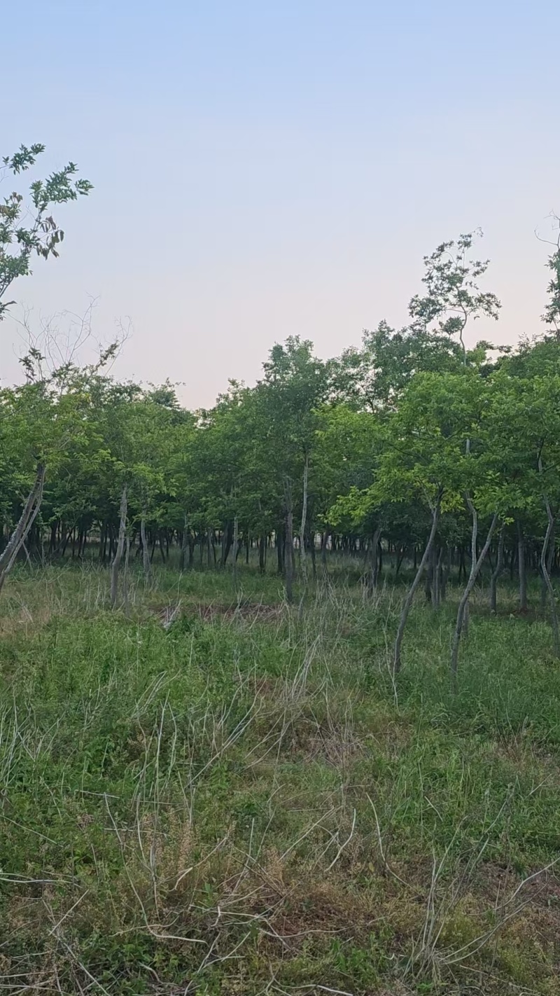 榉树各种规格场地需要大批量处理价格好商量
