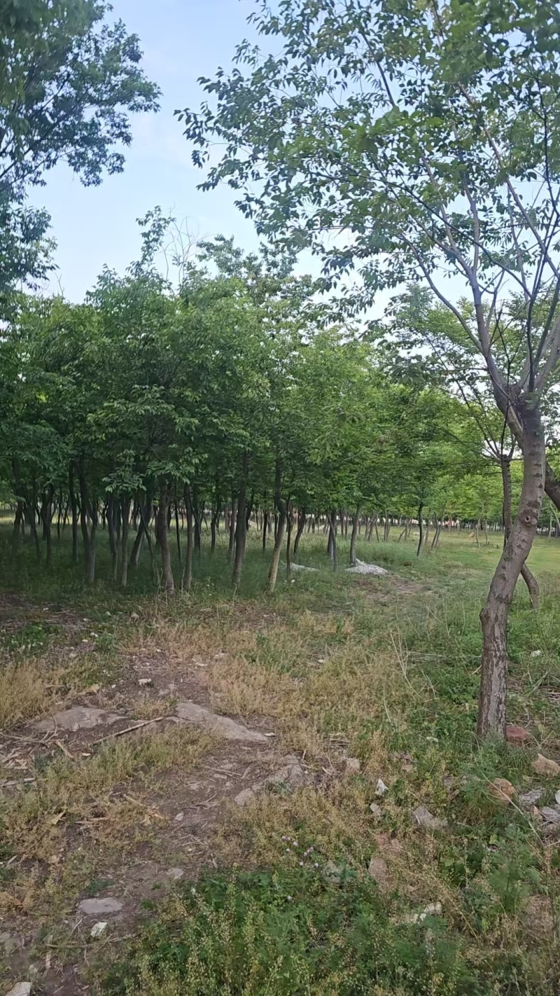 榉树各种规格场地需要大批量处理价格好商量