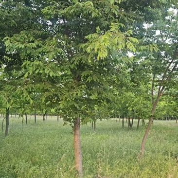 榉树各种规格场地需要大批量处理价格好商量