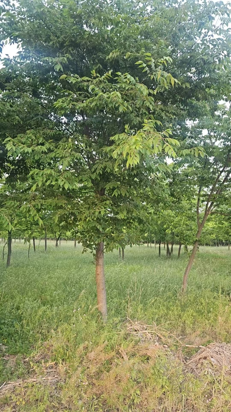榉树各种规格场地需要大批量处理价格好商量