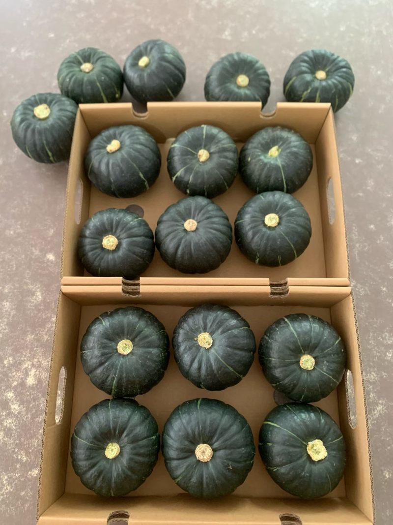 爆粉高品质贝贝