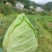岳西高山生态种植牛心甘蓝