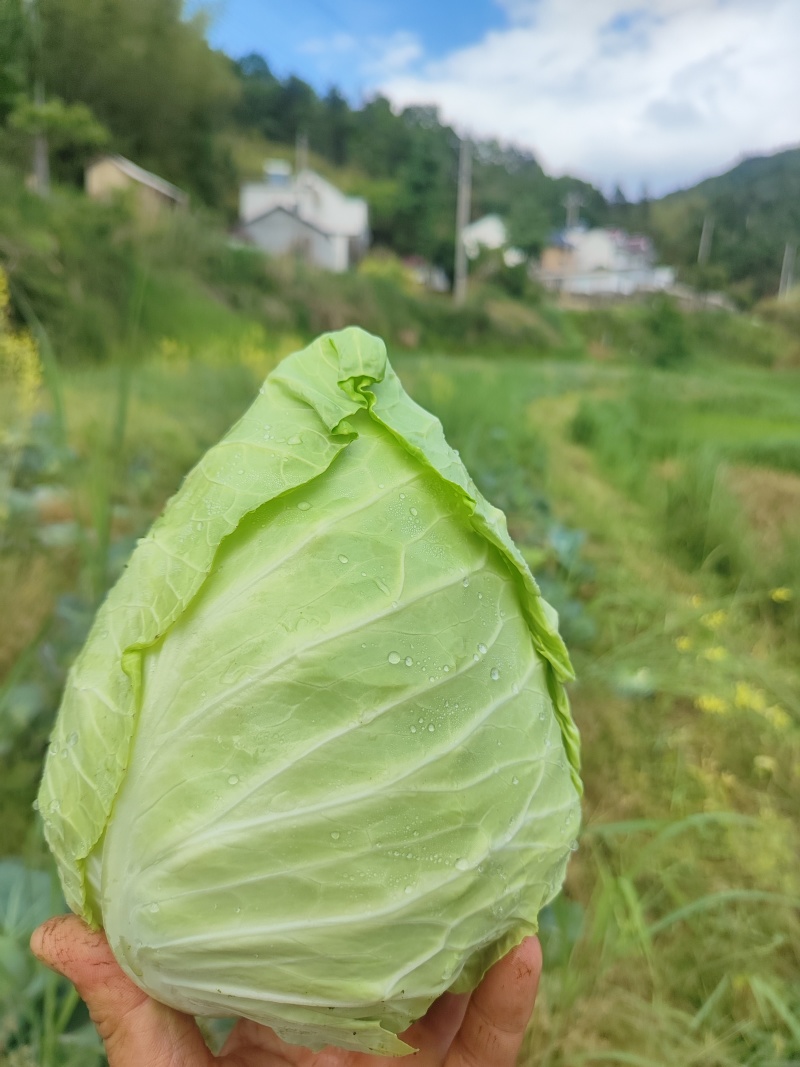 岳西高山生态种植牛心甘蓝