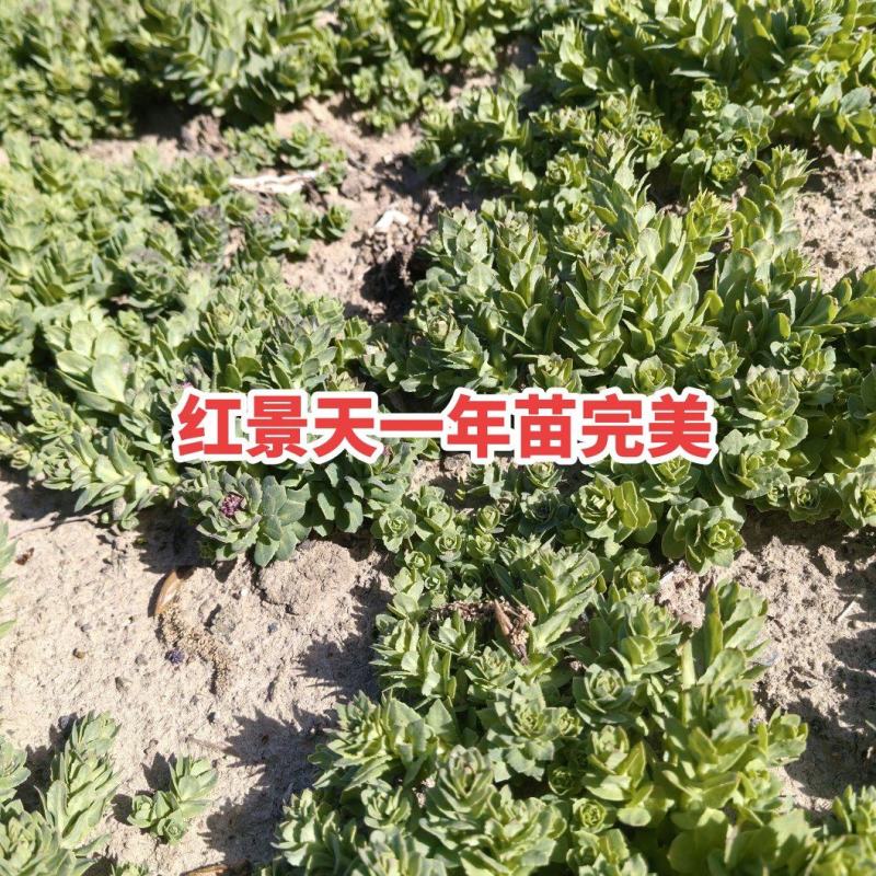 红景天