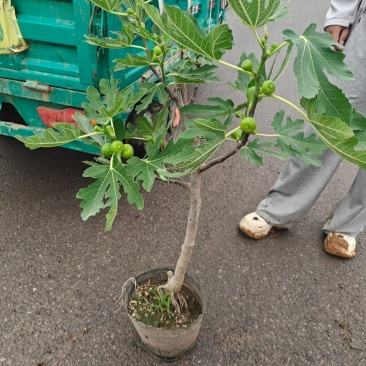 带果无花果基地批发，带果无花果小盆栽