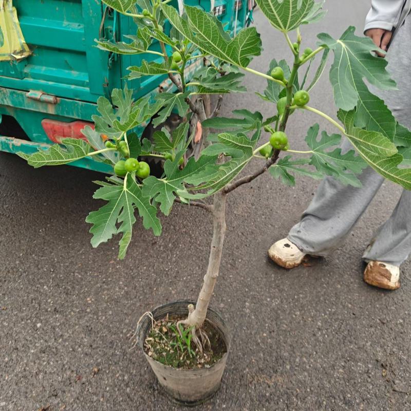 带果无花果基地批发，带果无花果小盆栽
