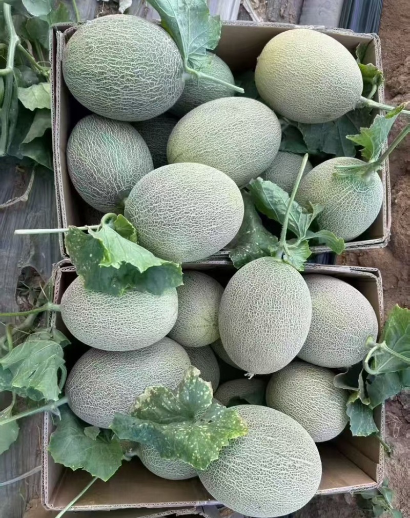 新疆吐鲁番25号哈密瓜