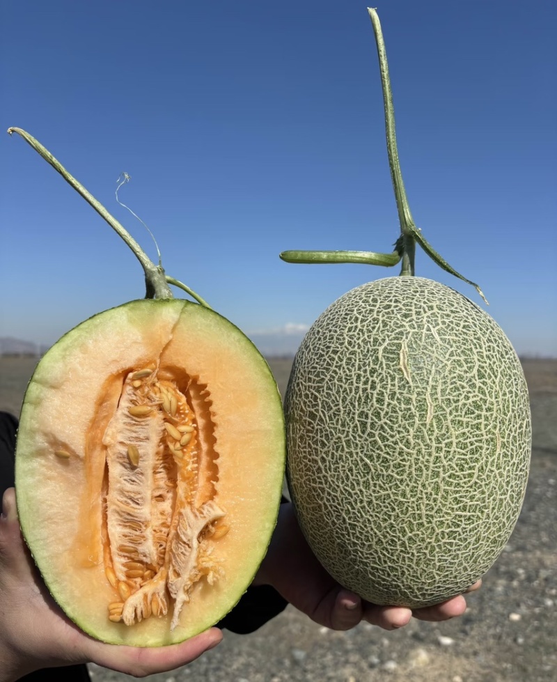 新疆吐鲁番25号哈密瓜