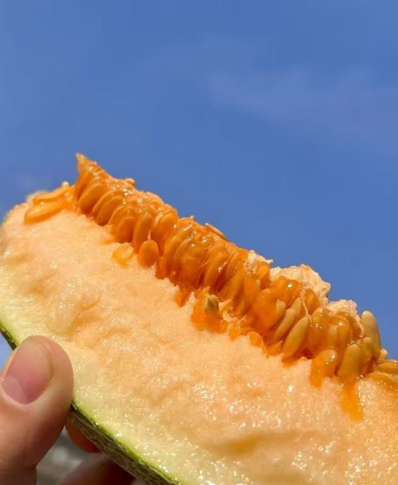 新疆吐鲁番25号哈密瓜
