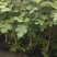带果无花果基地批发，带果无花果小盆栽