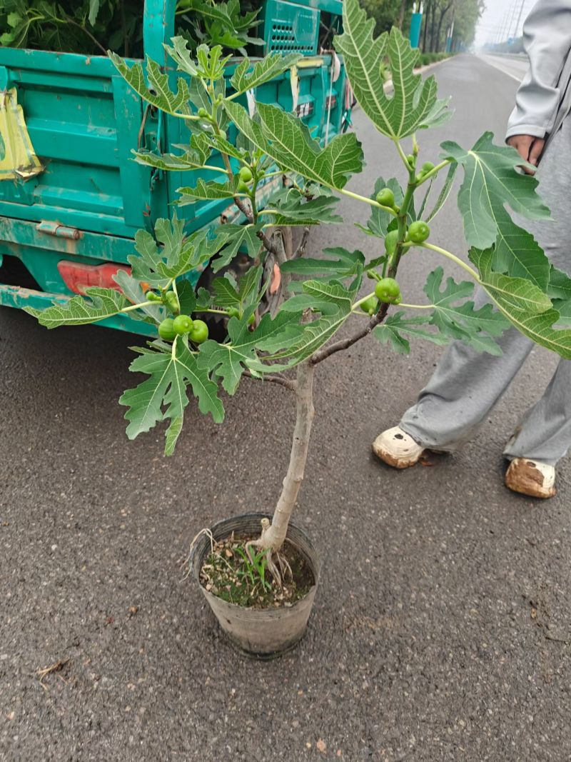 带果无花果基地批发，带果无花果小盆栽