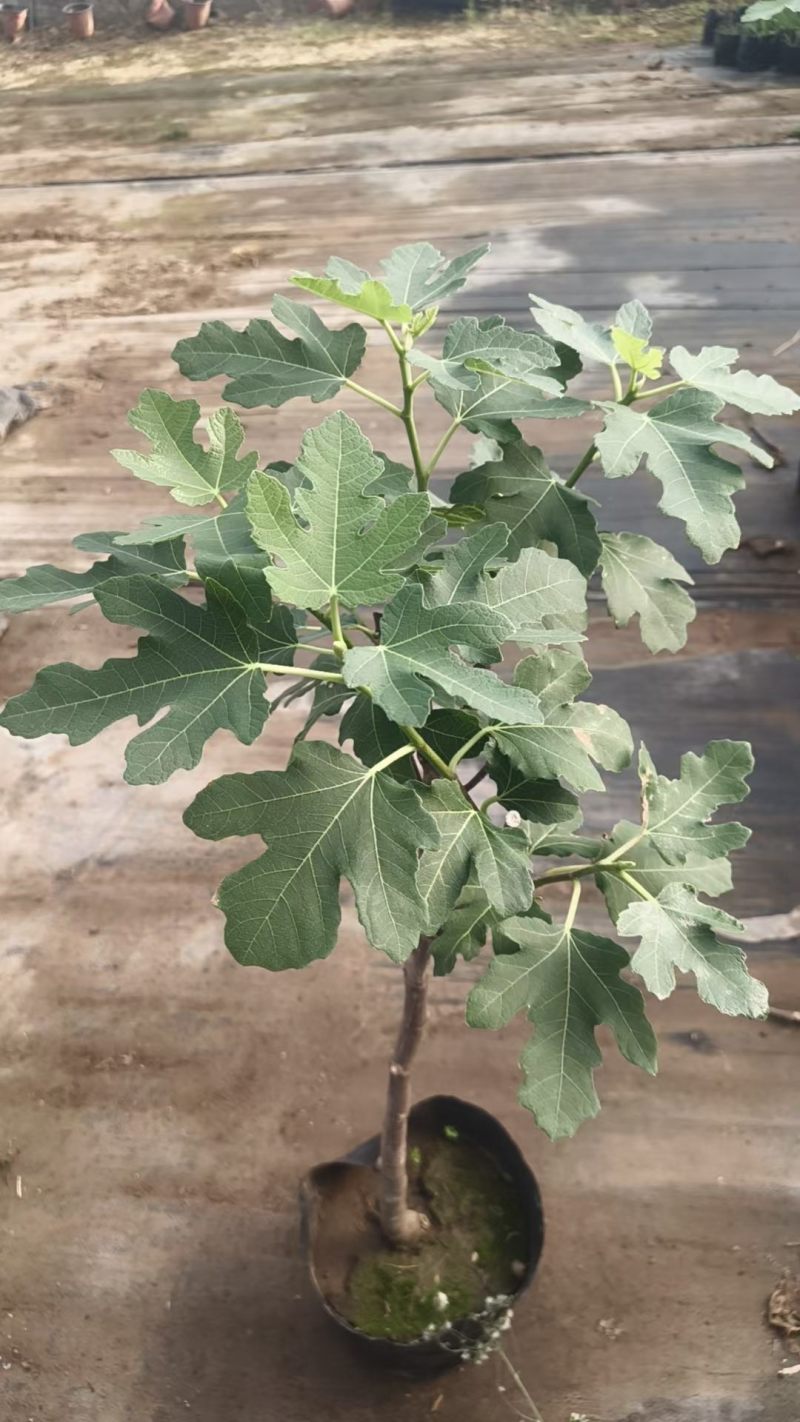 带果无花果基地批发，带果无花果小盆栽
