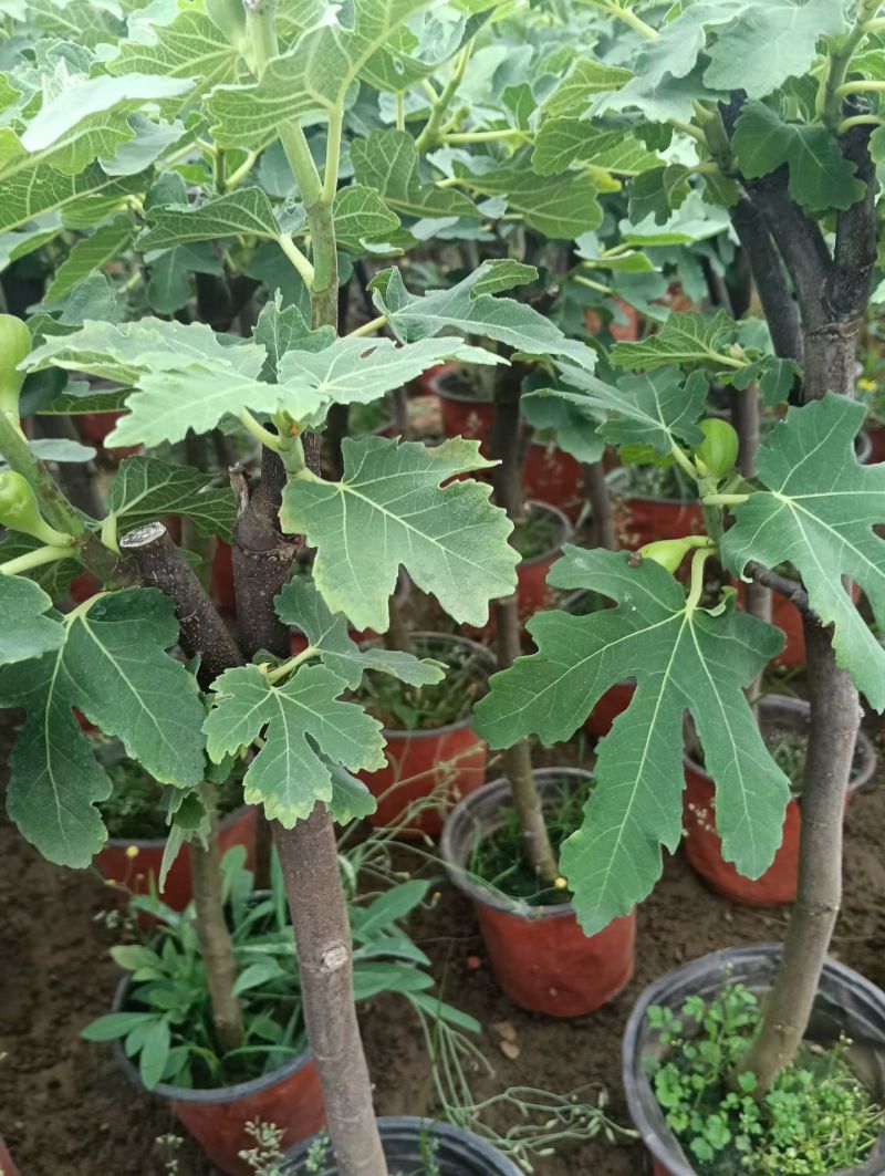 带果无花果基地批发，带果无花果小盆栽