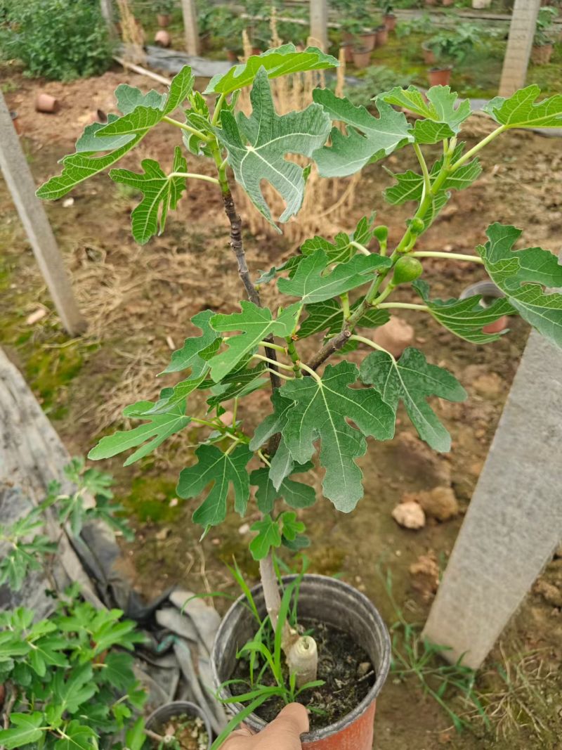 带果无花果基地批发，带果无花果小盆栽