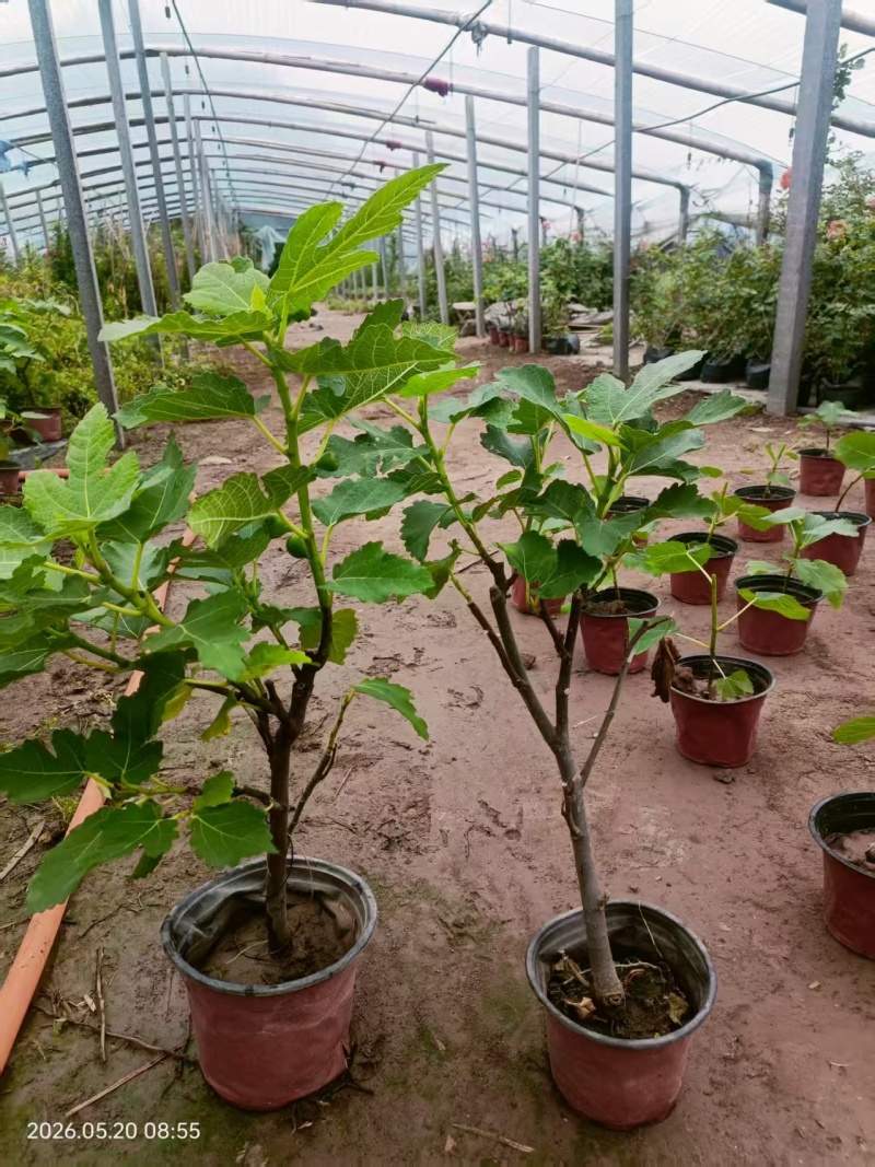 带果无花果基地批发，带果无花果小盆栽