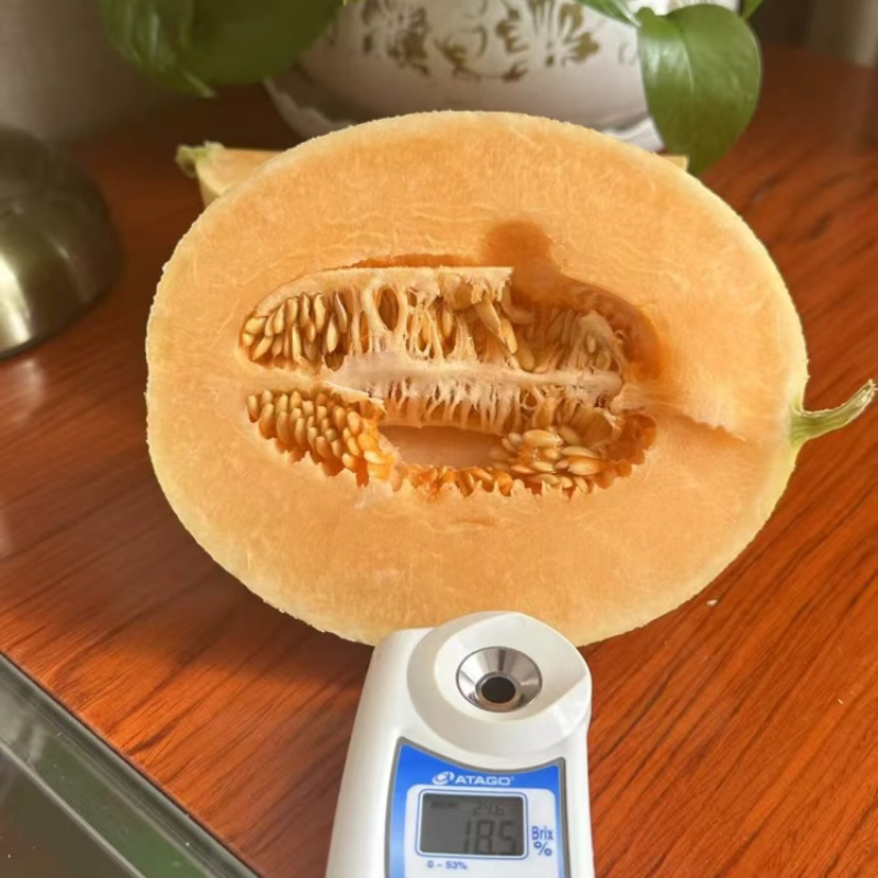 新疆吐鲁番25号哈密瓜