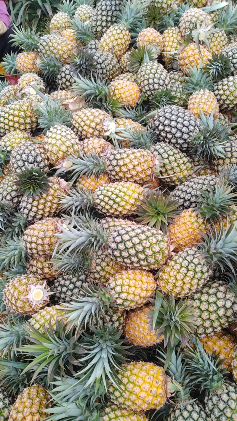 金钻凤梨！又甜又好吃！