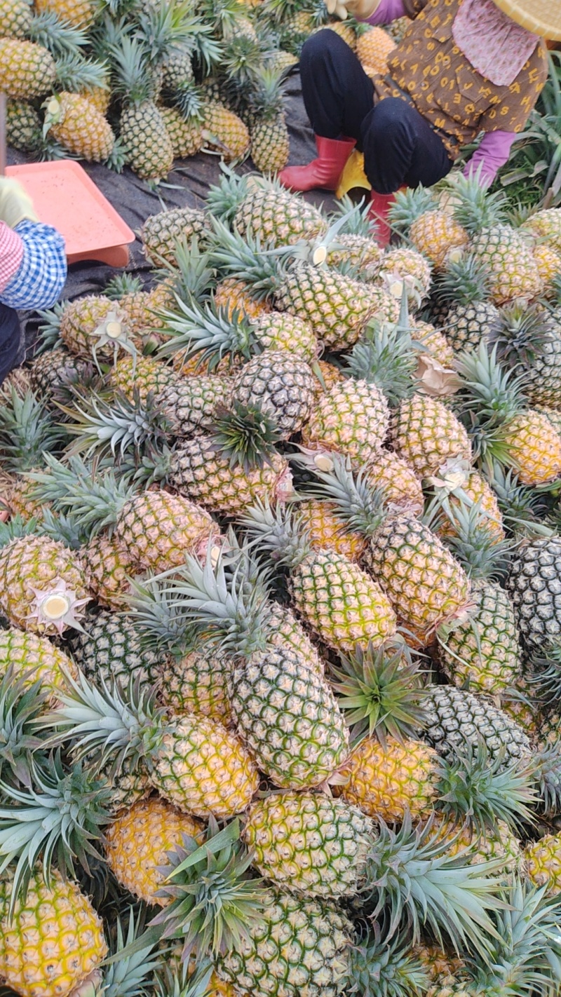 金钻凤梨！又甜又好吃！
