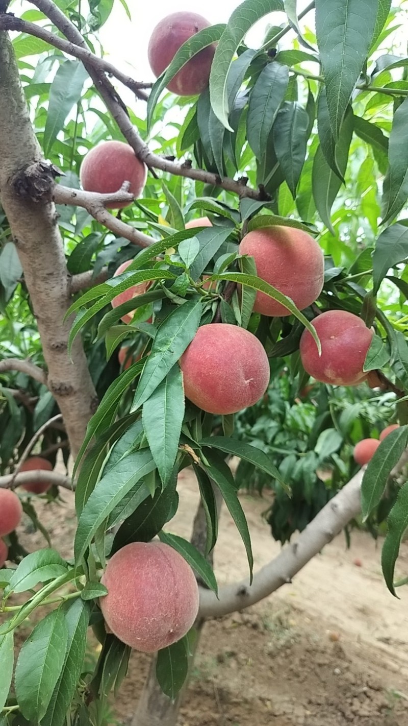 宏义果品为你提供优质油桃和各种毛桃，一手货源，产地直发，