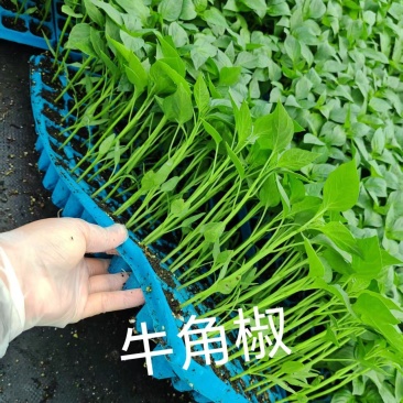 正宗大果牛角辣椒苗包对版