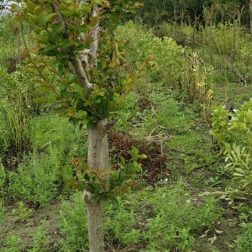 紫薇树5~8Cm