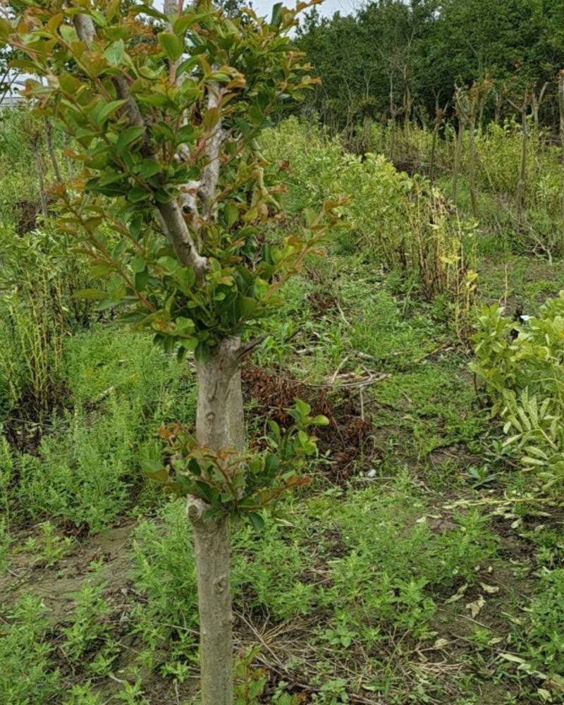 紫薇树5~8Cm