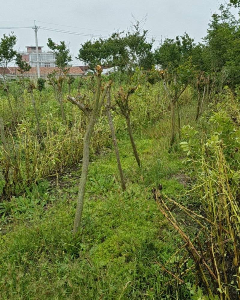 紫薇树5~8Cm