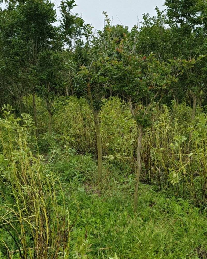 紫薇树5~8Cm