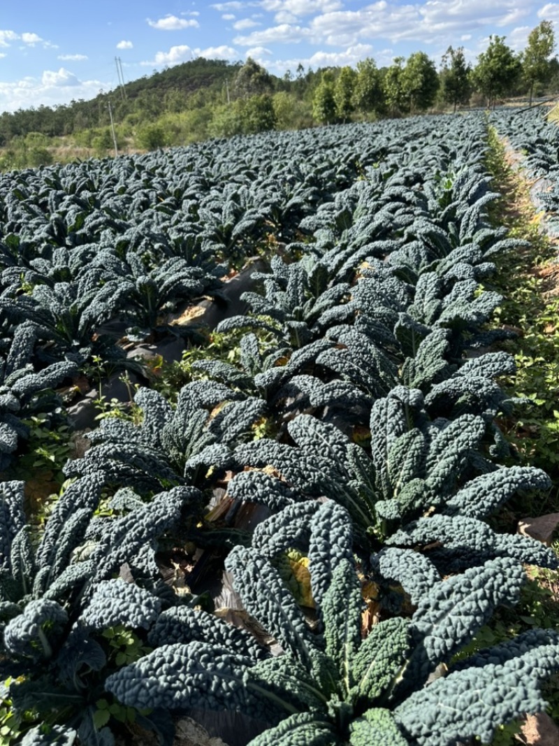 榨汁专用羽衣甘蓝皱叶菜，基地种植，产地直发，全国可达