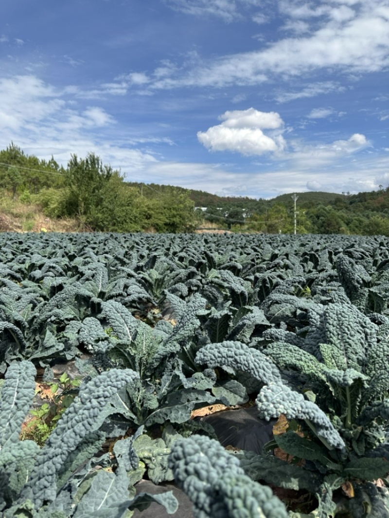 榨汁专用羽衣甘蓝皱叶菜，基地种植，产地直发，全国可达