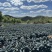 榨汁专用羽衣甘蓝皱叶菜，基地种植，产地直发，全国可达
