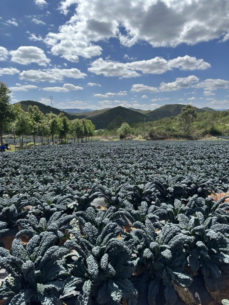 榨汁专用羽衣甘蓝皱叶菜，基地种植，产地直发，全国可达