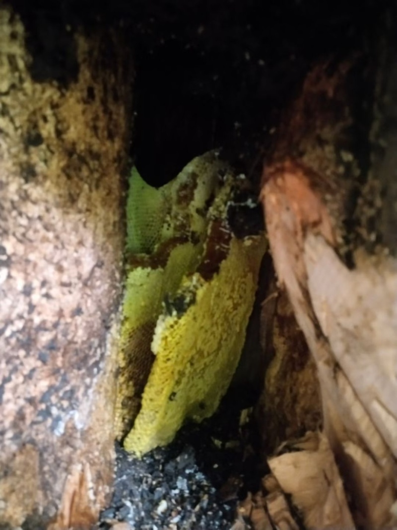 野生蜂蜜