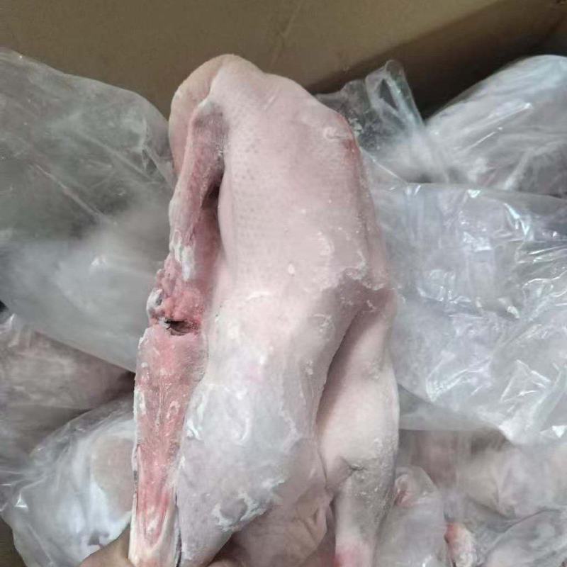 两光鹅，工厂直接发货，货源充足