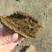 发酵羊粪有机肥