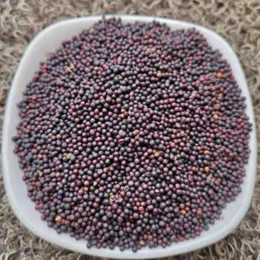 油菜籽