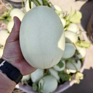 玉菇甜瓜大量供应品质优甜度高可视频看货欢迎咨询来电