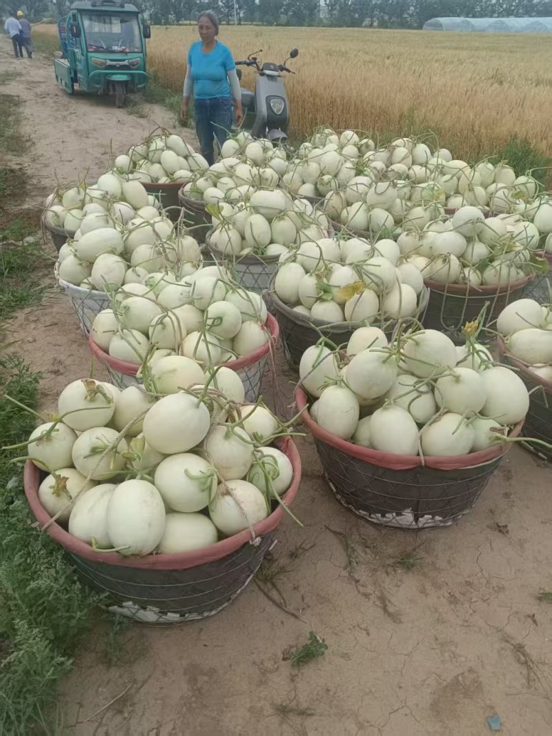 玉菇甜瓜大量供应品质优甜度高可视频看货欢迎咨询来电
